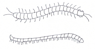 Centipede And Millipede Images